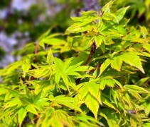 Acer palmatum 'Sangokaku'
