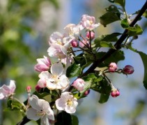 Malus Jonagold