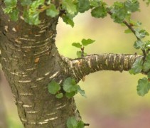 Nothofagus antarctica stam