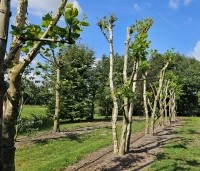 Platanus hispanica - Plataan - meerstammige speelbomen. parasolbomen