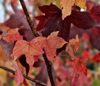 Liquidambar styraciflua - Amberboom - 1