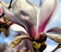 Magnolia soulangeana - Magnolia soulangeana - 3