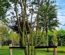 Prunus sargentii 'Charles Sargent'