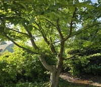 Carpinus betulus - Haagbeuk - 2