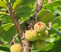 Arbutus unedo - Aardbeiboom - 3