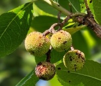 Arbutus unedo - Aardbeiboom - 4