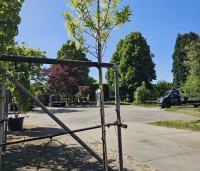 Chionanthus virginicus - Chionanthus virginicus - 8