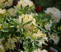 Rhododendron (AP)  'Daviesii' - Azalea 'Daviesii' - 3