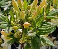 Rhododendron (AP)  'Daviesii' - Azalea 'Daviesii' - 2