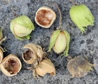 Corylus avellana - Gewone hazelaar - 2