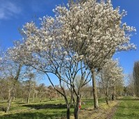 Amelanchier lamarckii - Krentenboompje - 1