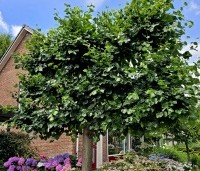 Tilia x europaea 'Euchlora' - Linde - 2