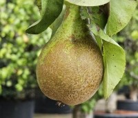 Pyrus com. 'Conference' - Pyrus com. 'Conference' - 1