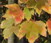 Acer rubrum 'October Glory' - Amerikaanse esdoorn - 3