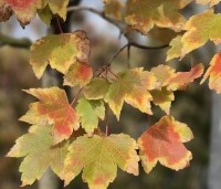Acer rubrum 'October Glory' - Amerikaanse esdoorn - 2
