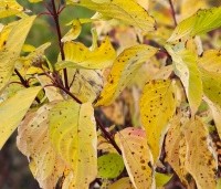 Cornus alba 'Aurea' - Witte Kornoelje 'Aurea' - herfst
