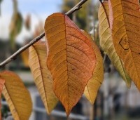 Prunus avium 'Lapins' - Prunus avium 'Lapins' - herfst