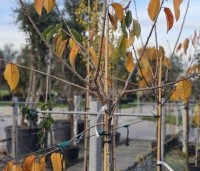 Prunus avium 'Lapins' - Prunus avium 'Lapins' - 2