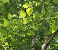 Betula nigra - Zwarte berk - 3