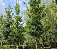 Quercus cerris - Moseik - augustus 2024 locatie Vaassen