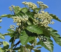 Sorbus intermedia - Lijsterbes - 3