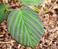 Corylopsis spicata - Schijnhazelaar sinensis 'Spring Purple'