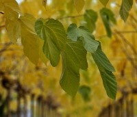 Morus alba 'Fruitless' - Moerbei - 3