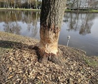 Salix sepulcralis 'Chrysocoma' - Treurwilg - Bevers zijn dol op wilgen