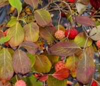 Cornus kousa 'Weisse Fontaine' - Japanse grootbloemige kornoelje 'Weisse Fontaine' - herfst