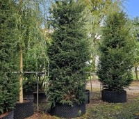 Taxus baccata - Venijnboom - 1