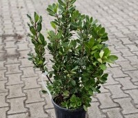 Arbutus unedo - Aardbeiboom - struikvorm in pot. matig winterhard.