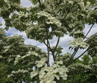 Cornus kousa 'Venus' - Japanse grootbloemige kornoelje ‘Venus' - 7