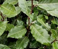 Gemengde hagen - Gemengde hagen - Elaeagnus ebbingei