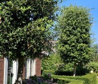 Quercus ilex - Steeneik - 5