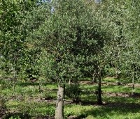 Olea europea - Olijfboom - kwekerij THB aug 2025 halfstam boom met natuurlijke kroonvorm