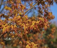 Acer palmatum 'Ueno Yama' - Japanse Esdoorn 'Ueno Yama' - 1