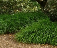 Hakonechloa macra - Japans siergras - 1