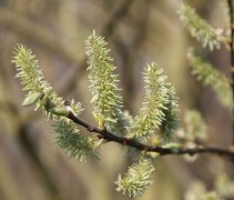 Salix alba
