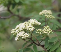 Sorbus aucuparia