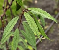 Prunus serrula - Tibetaanse Sierkers - blad oktober