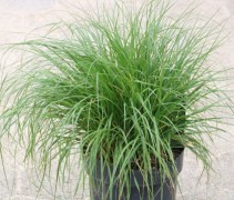 Pennisetum Hameln