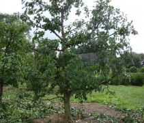 Prunus domestica 'Victoria'