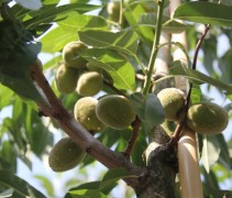 Prunus dulcis