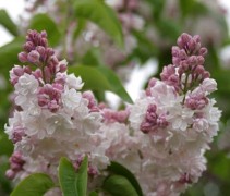 Sering 'Beauty of Moscow' opengaande bloemen