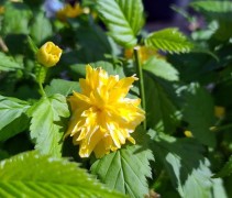 Ranonkelstruik blad en bloem detailfoto