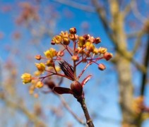 Roodbladige Noorse Esdoorn 'Royal Red' bloeiwijze