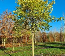 Sycoparrotia