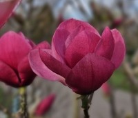 Magnolia 'Watermelon' - Magnolia 'Watermelon' - 1
