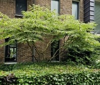Aralia elata 'Variegata' - Aralia elata 'Variegata' - 2