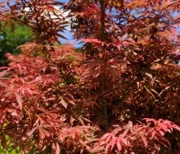 Acer palmatum 'Jerre Schwartz' - Japanse Esdoorn 'Jerre Schwartz' - 1